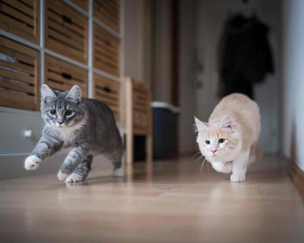 Um gato cinza e um gato de cor creme perseguem um brinquedo no piso de madeira.