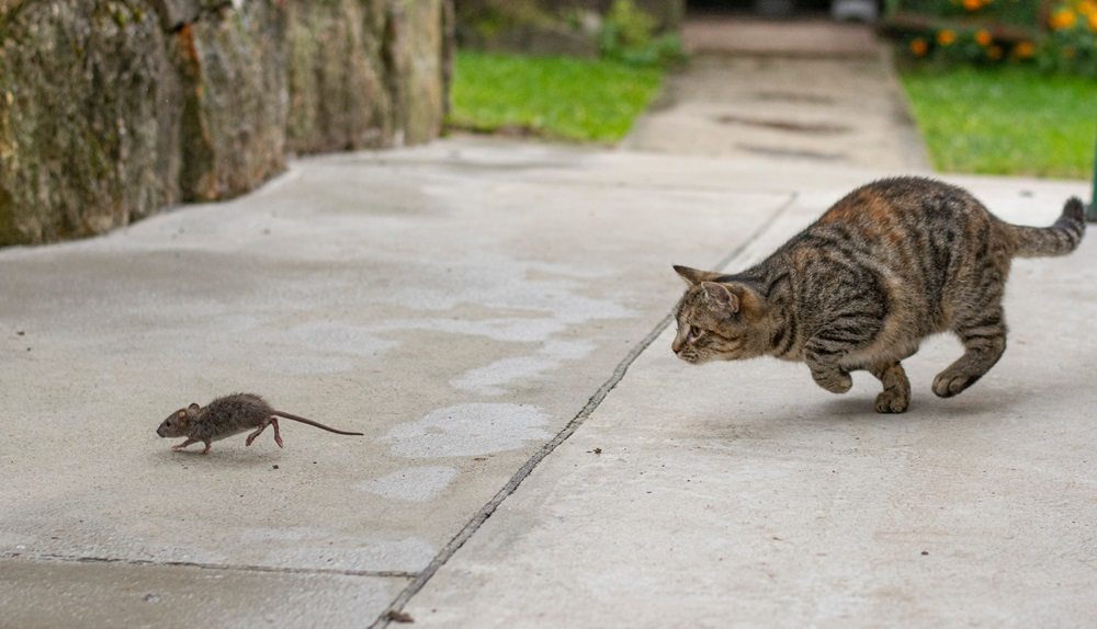 Um gato malhado cinza perseguindo um rato ao ar livre.