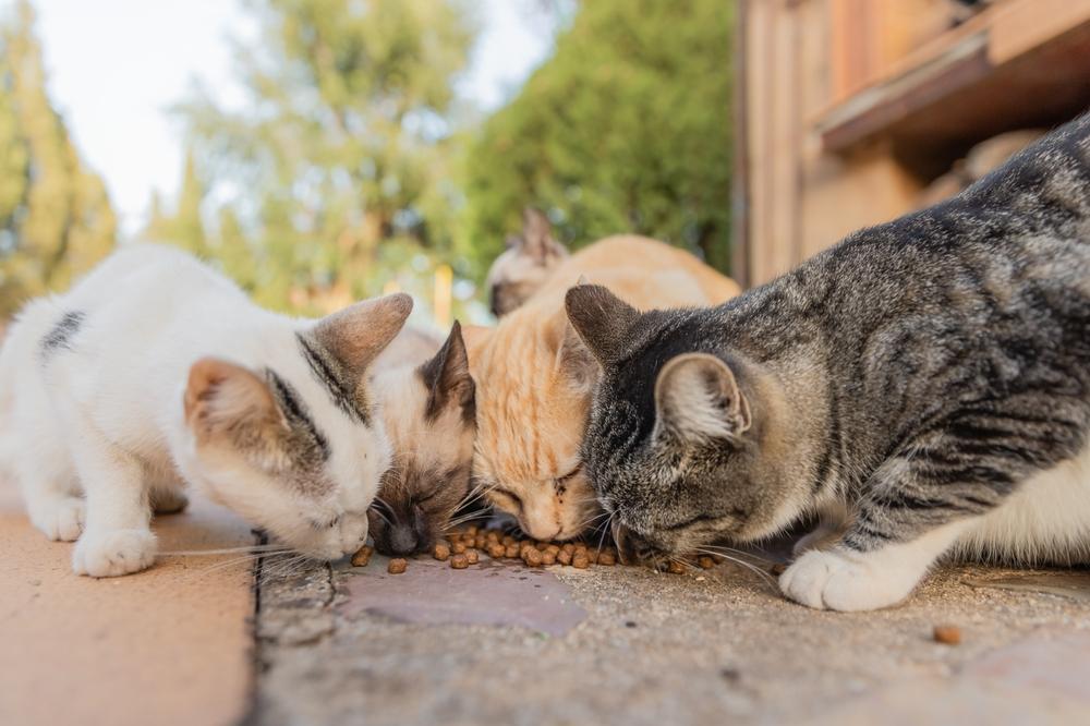 Um grupo de quatro gatos comendo juntos na rua.