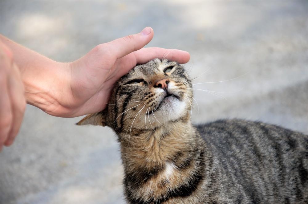 Um feliz gato malhado marrom na rua, enfiando a cabeça na mão de alguém.