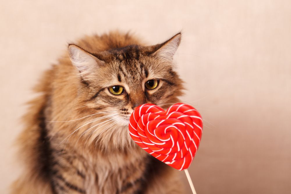 Um gato marrom de cabelos compridos cheirando um pirulito em forma de coração