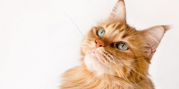 100 Nomes de gatos terminando em y ou ie com significados