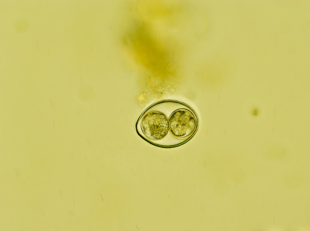 Aparência microscópica do parasita Cystoisospora coccídia aparecendo como um grande círculo com dois círculos menores no centro contra um fundo amarelo esverdeado.