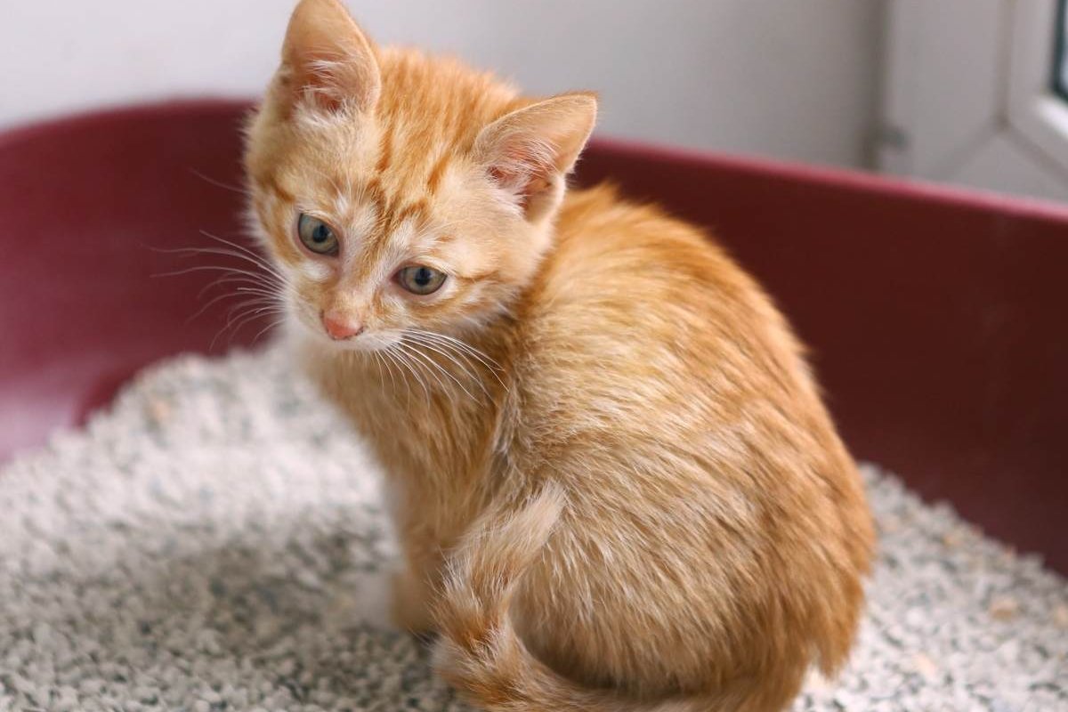 Um pequeno gatinho laranja sentado em uma caixa de areia vermelha