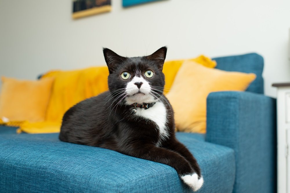 Um gato de smoking com patas brancas está sentado em um sofá azul.