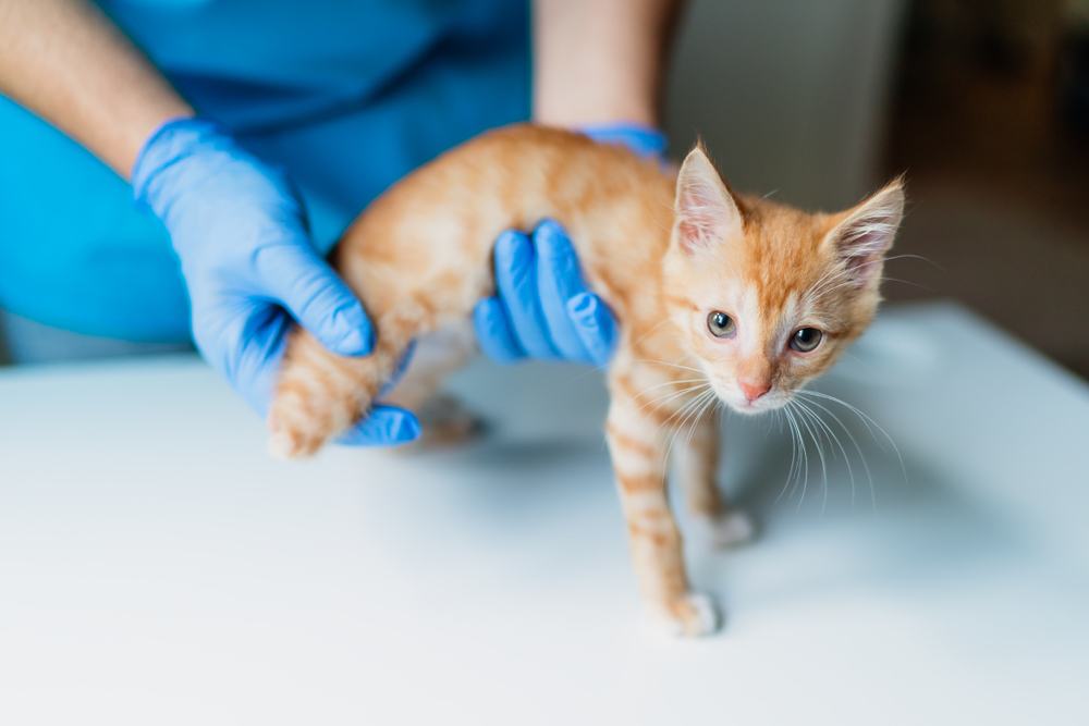 Um veterinário examina o membro residual de um gatinho laranja de três patas