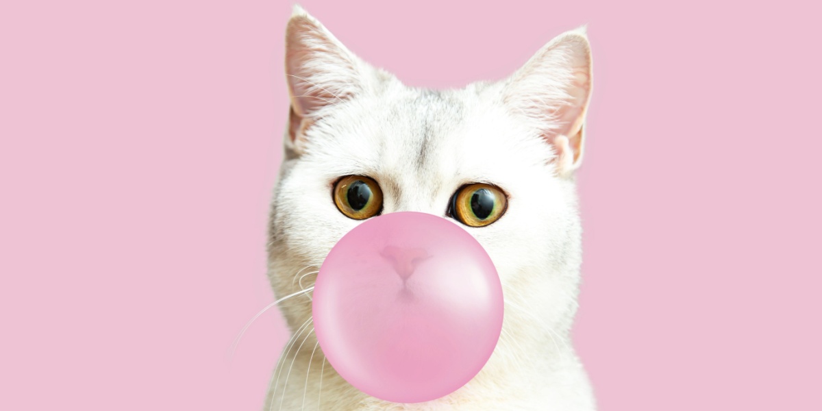 Um gato branco em um fundo rosa, editado para parecer estar soprando chiclete