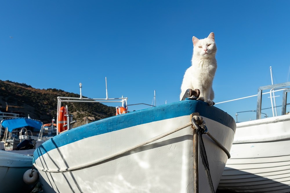 Um gato branco está sentado na frente de um barco.