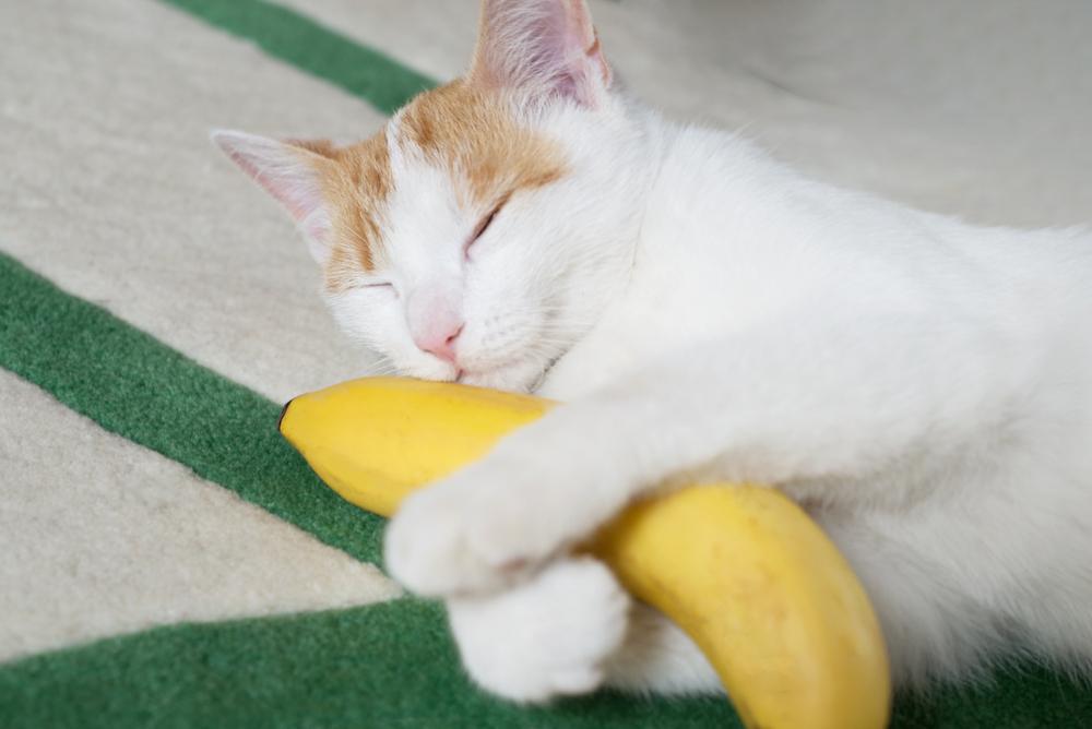 Um gato laranja e branco dorme segurando uma banana.