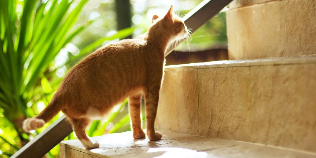 Um gato laranja sem uma pata traseira sobe uma escada.