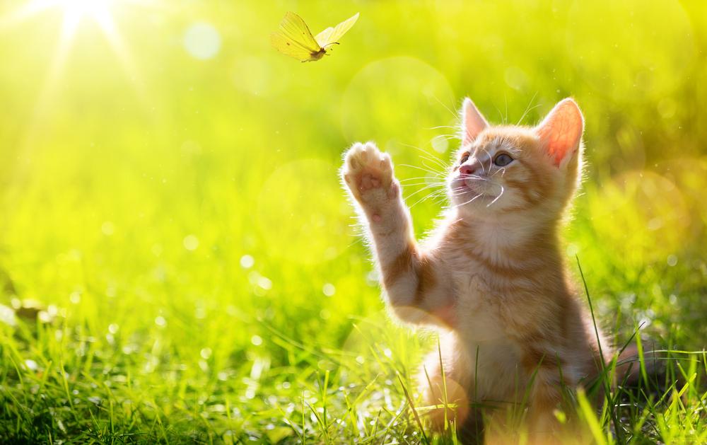 Um gatinho laranja estende a mão em direção a uma borboleta.