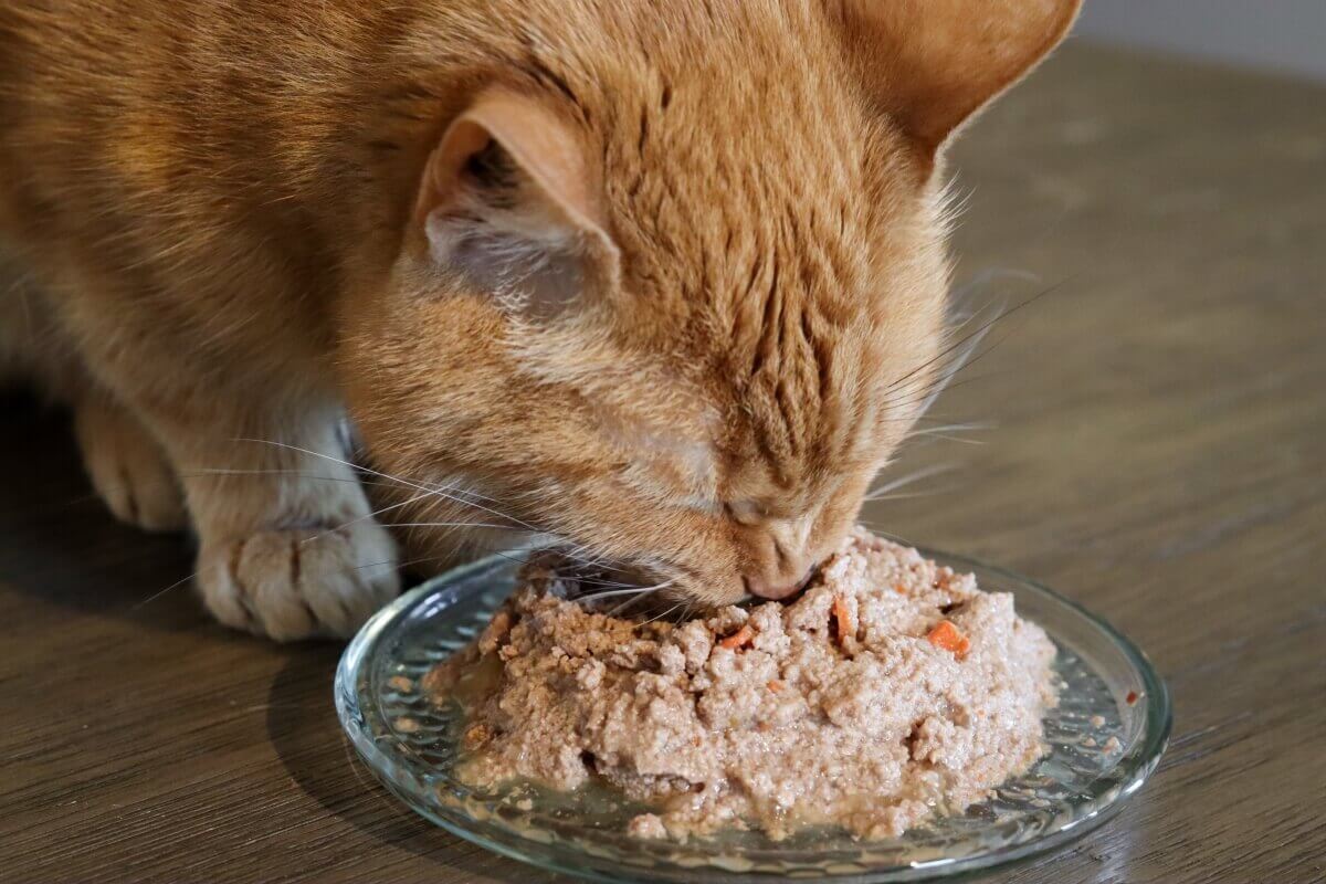 mudar a comida do gato