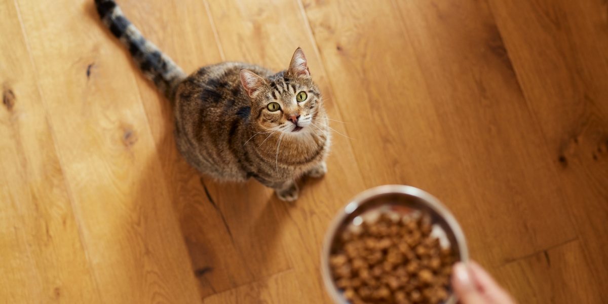 Vista de alto ângulo de uma mulher alimentando seu gato com comida seca em casa