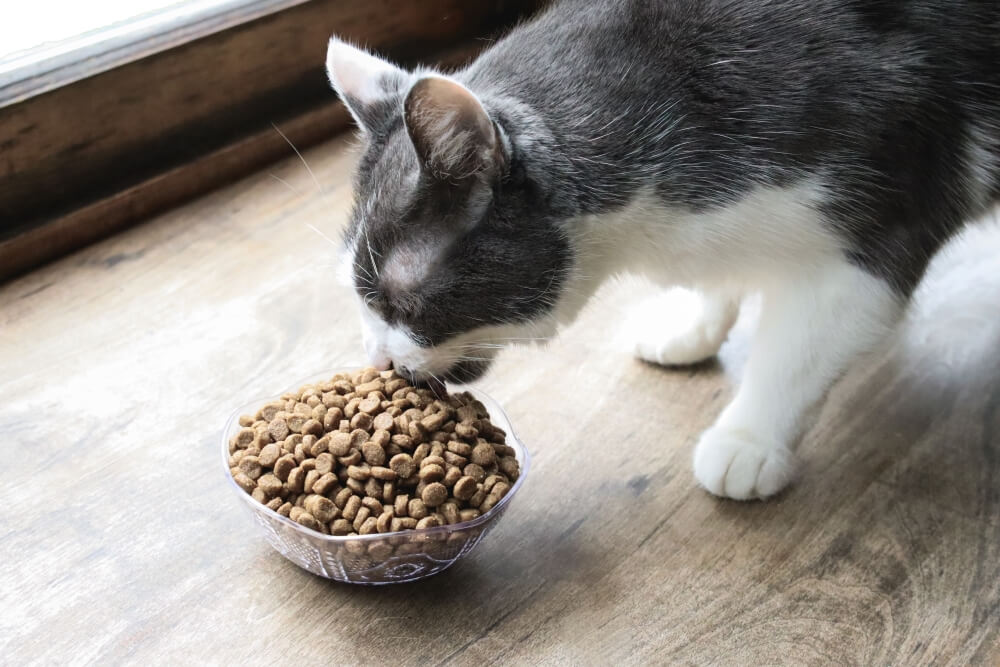 Gato laranja e branco comendo comida seca