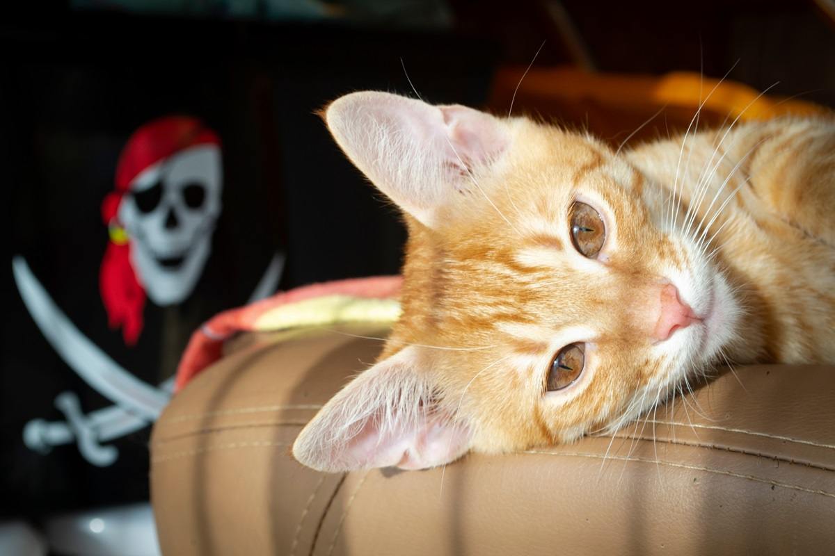 Lindo gatinho vermelho com imagem de pirata no fundo.