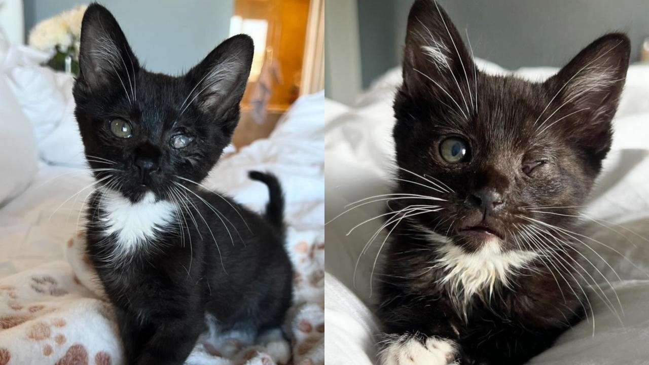 Conheça Kricket: Esta adorável gatinha adotiva superou bravamente seu problema ocular com muito amor e carinho.