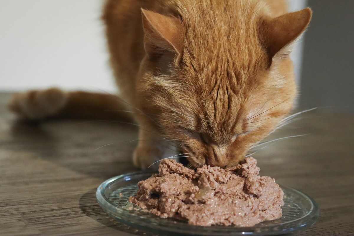 Como manter a comida úmida de gato fresca