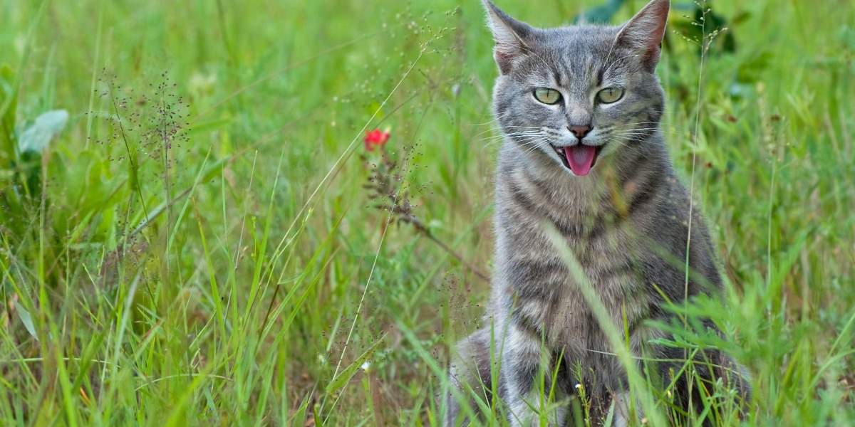 Gato sentado na grama alta ofegante