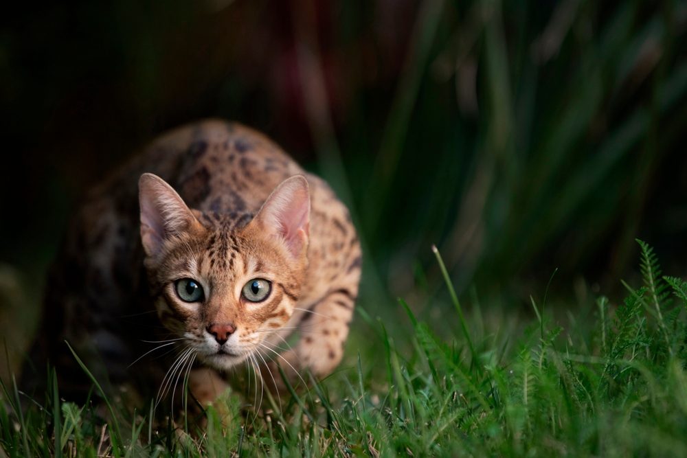 Retrato de um gato de Bengala caçando em um fundo de grama verde.