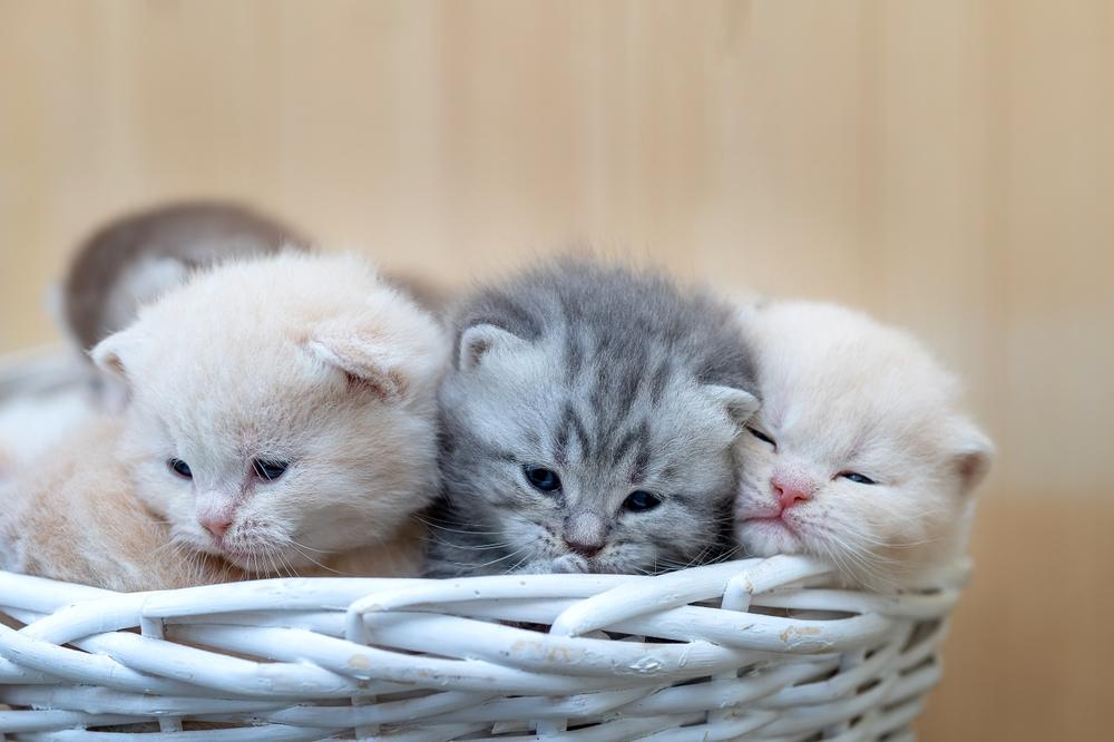 Três gatinhos fofos sentam-se em uma cesta branca