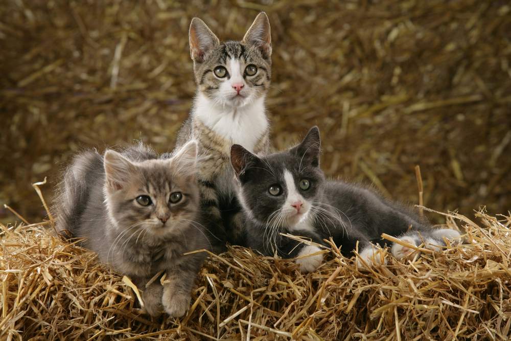 Três gatinhos sentam-se num fardo de palha.