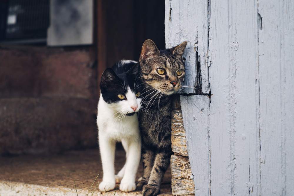 Dois gatos espiam pela esquina da parede de um celeiro.