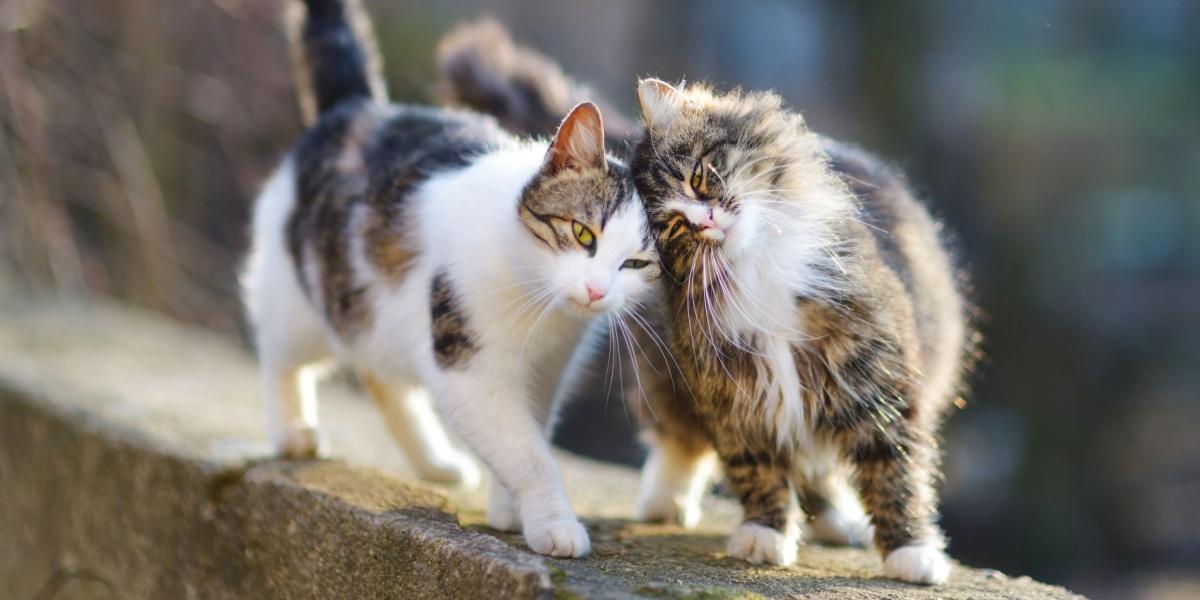 Dois gatos andando sobre um muro de pedra, encostando as cabeças.