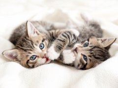 Two little striped playful kittens with white paws