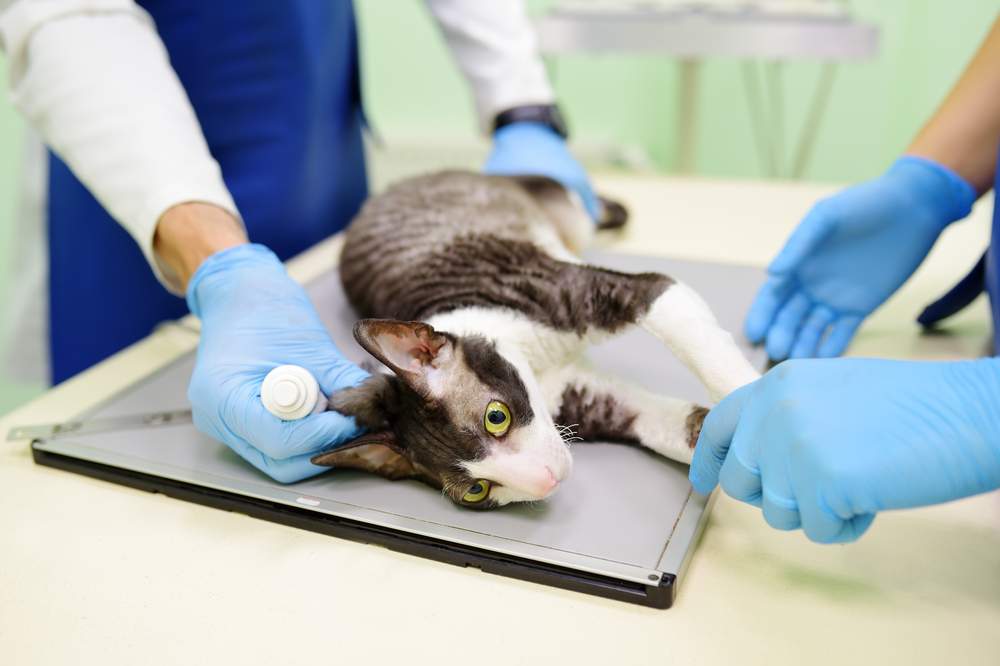 Dois veterinários preparando um gato para radiografias