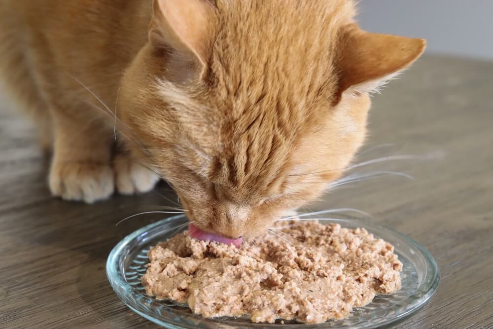 Gato malhado laranja comendo comida molhada