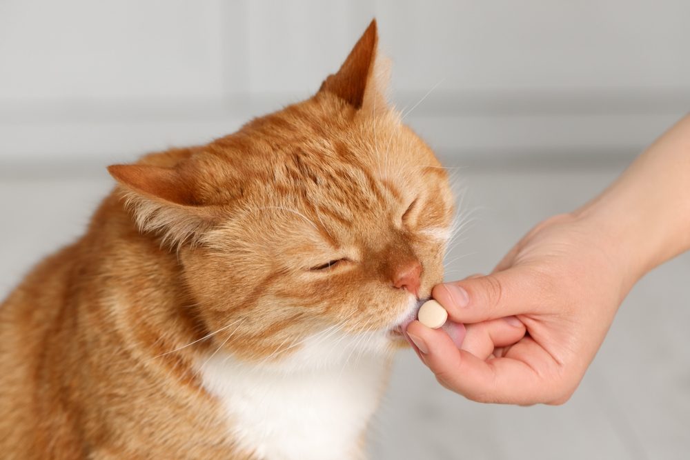 Mulher dando pílula de vitamina para gato fofo dentro de casa, closeup