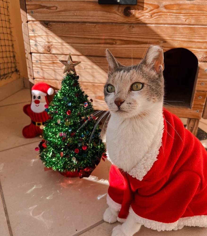 fé no costume de natal