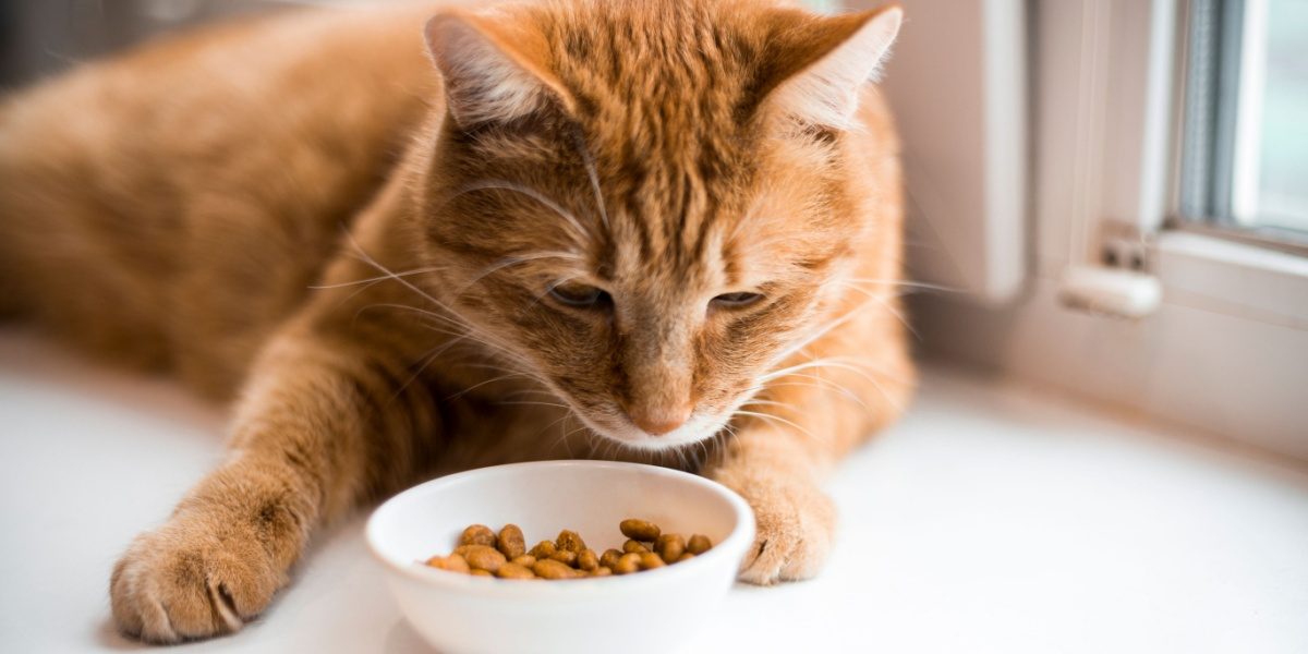 gato ruivo olha para uma pequena tigela branca cheia de ração