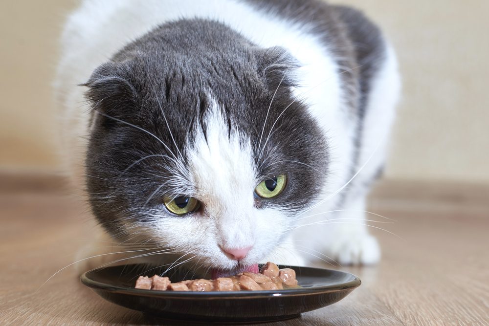 gato cinza e branco come comida molhada em uma tigela preta rasa