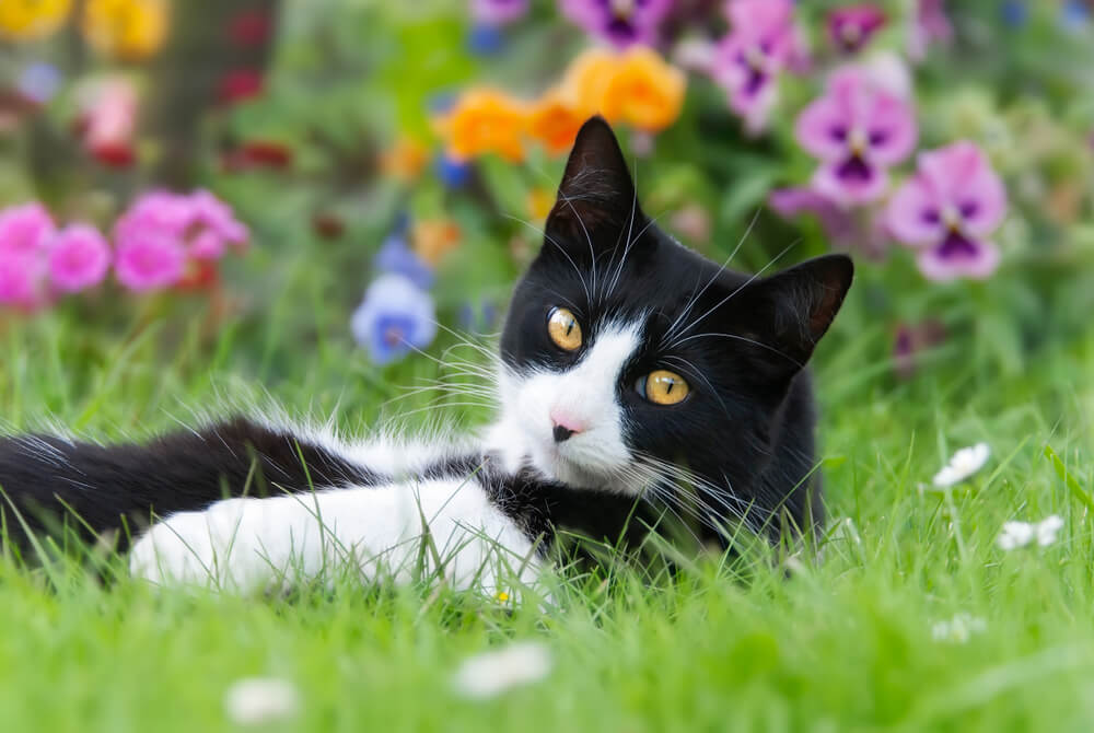 gato de smoking deitado de costas em um prado em frente a flores coloridas