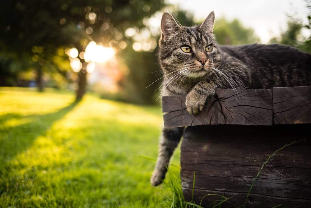 gato de pêlo curto deitado ao ar livre em um banco de madeira com a pata estendida e olhando curiosamente para a direita.