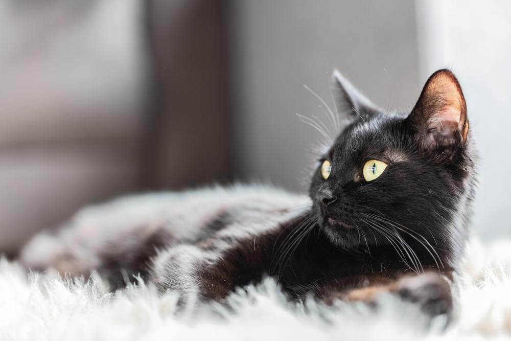 Um gato preto está deitado em um tapete branco felpudo e olha para o lado, para algo fora do enquadramento.