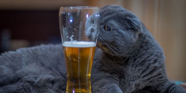 100 Nomes de gatos inspirados no álcool com significados