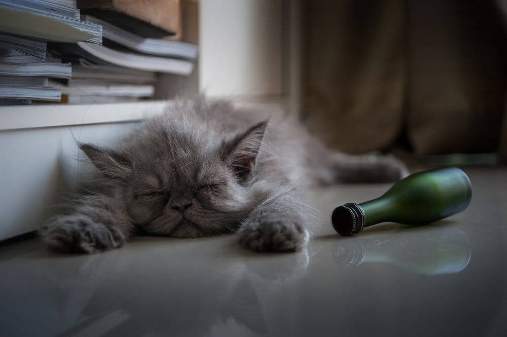 Um gatinho cinza de cabelos compridos dorme ao lado de uma garrafa verde enrolada de lado