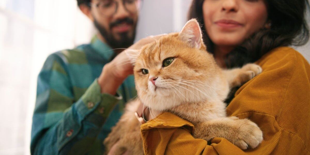 Um casal indiano com seu gato laranja de pêlo curto