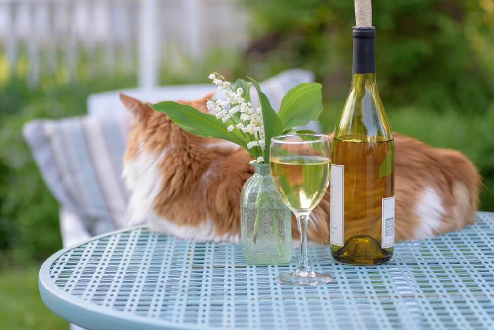 Um gato laranja e branco está deitado sobre uma mesa azul atrás de uma garrafa de vinho, uma taça de vinho e um vaso de flores.