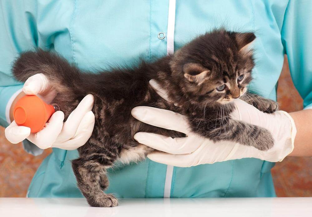 Gato pequeno sendo segurado por um veterinário com luvas, recebendo um enema com uma seringa de bulbo laranja.