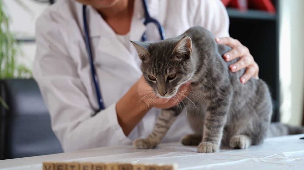 Veterinária segura um gato doente em uma mesa de exame.