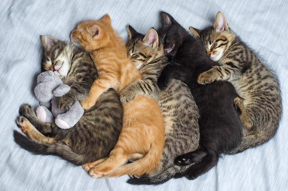 Cinco gatinhos aconchegam-se em fila, com os braços sobre os outros, o último segurando um bichinho de pelúcia.