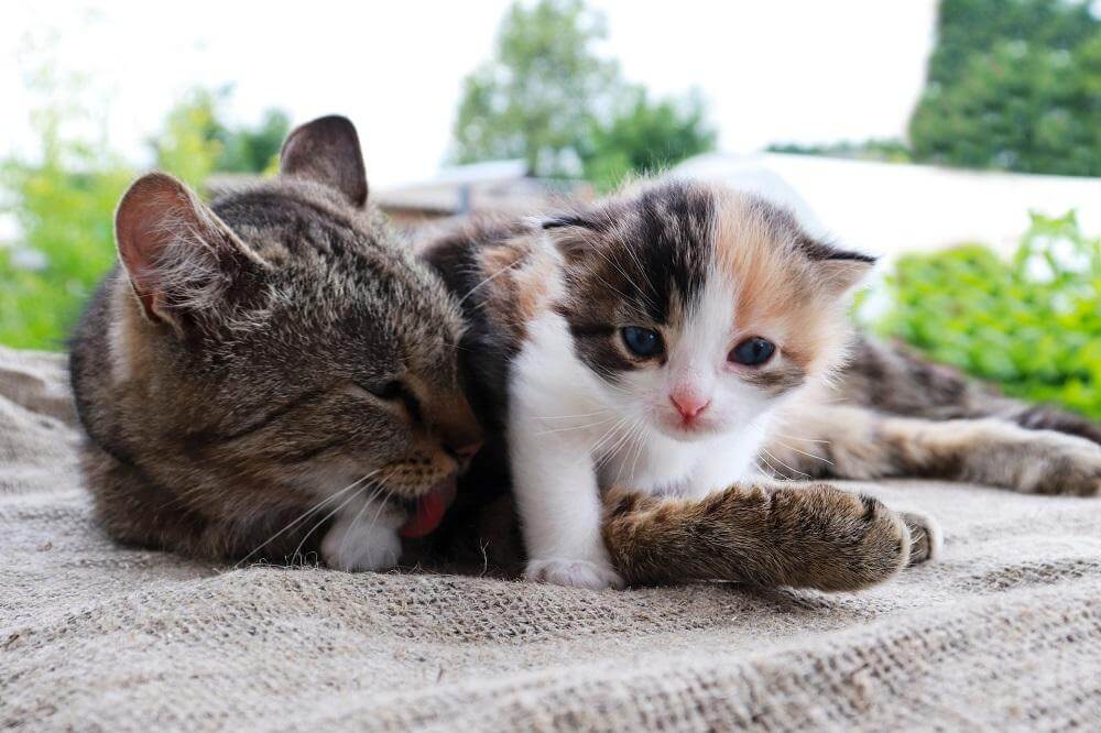 Mãe gata abraçando e lambendo gatinho