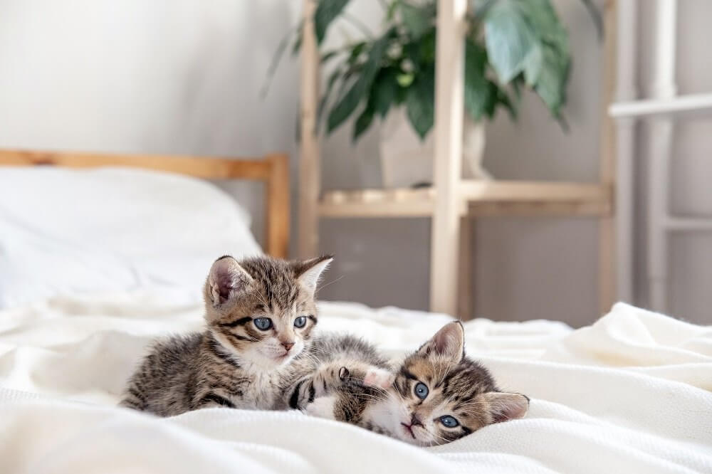 Dois gatinhos malhados brincam juntos em casa