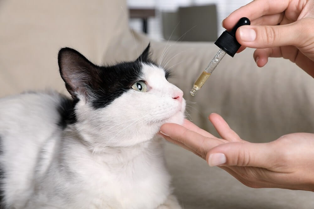 Mulher dando um líquido oral a um gato em uma seringa de bulbo, close-up.