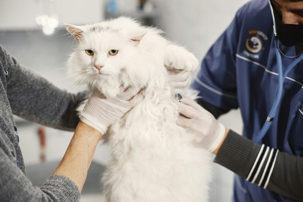 veterinário segurando gato branco