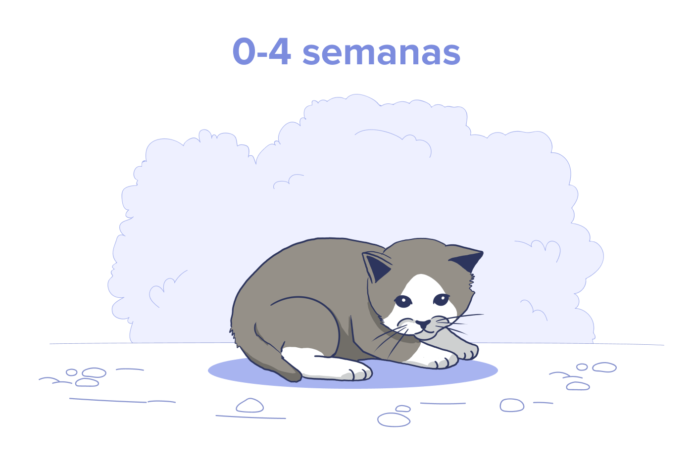 Filhotes recém-nascido, idade: 0 a 4 Semanas