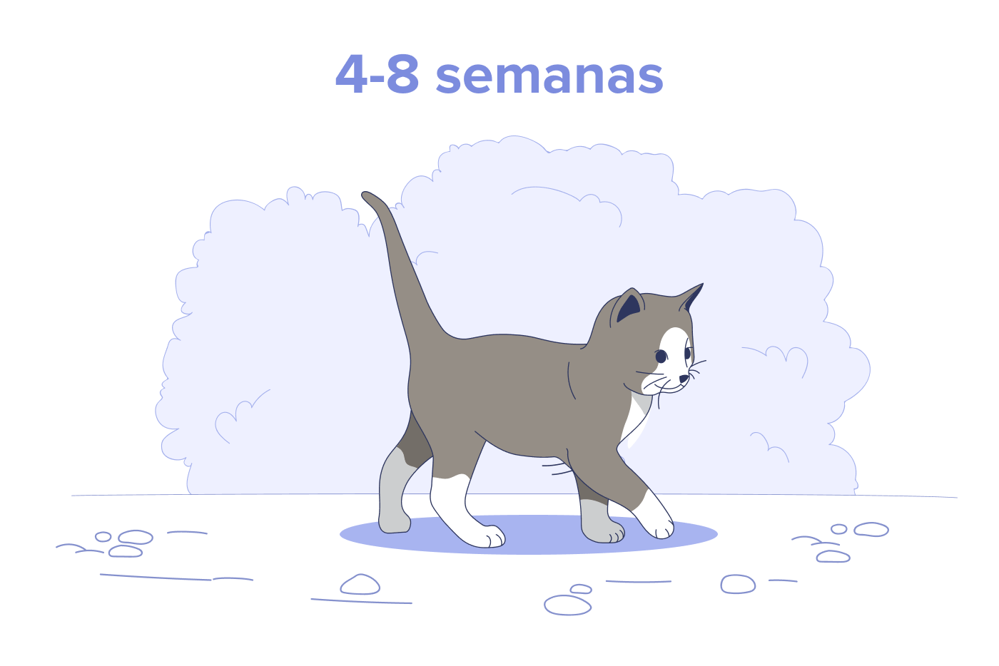 Filhotes de 4 a 8 Semanas